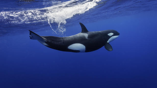 Underwater view of a female orca splashing through the water after it has gone up to breath, Pacific Ocean, New Zealand. 