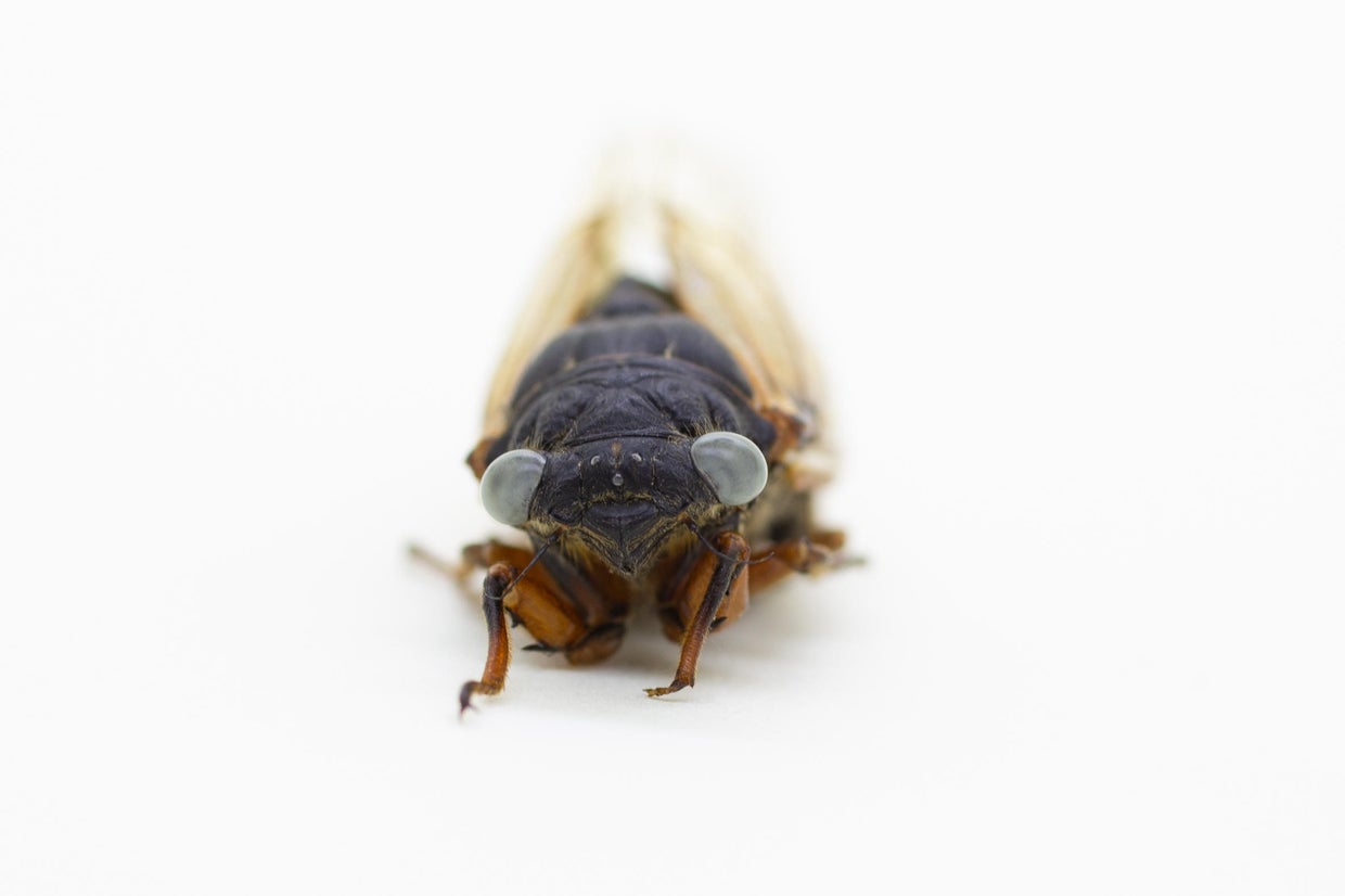 Field Museum obtains rare blue-eyed cicada; scientists will try to ...