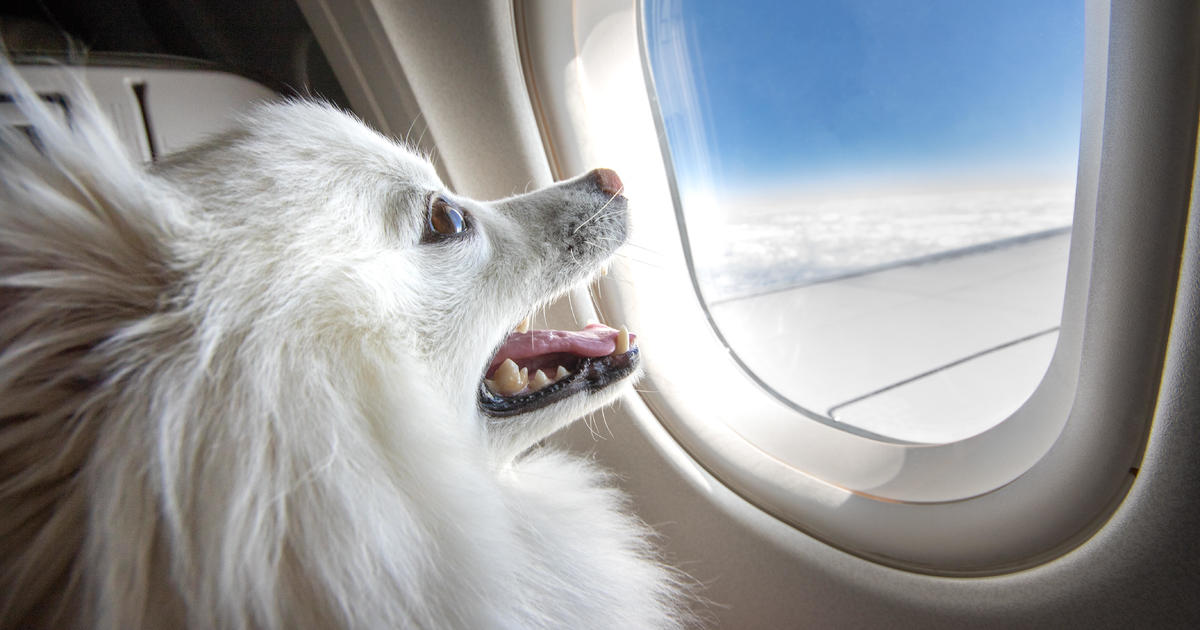 Bark Air, a new airline for dogs, will take its first flight Thursday