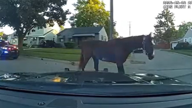 Police catch horse wandering the streets in Inkster 