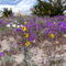 NATURE: Desert wildflowers