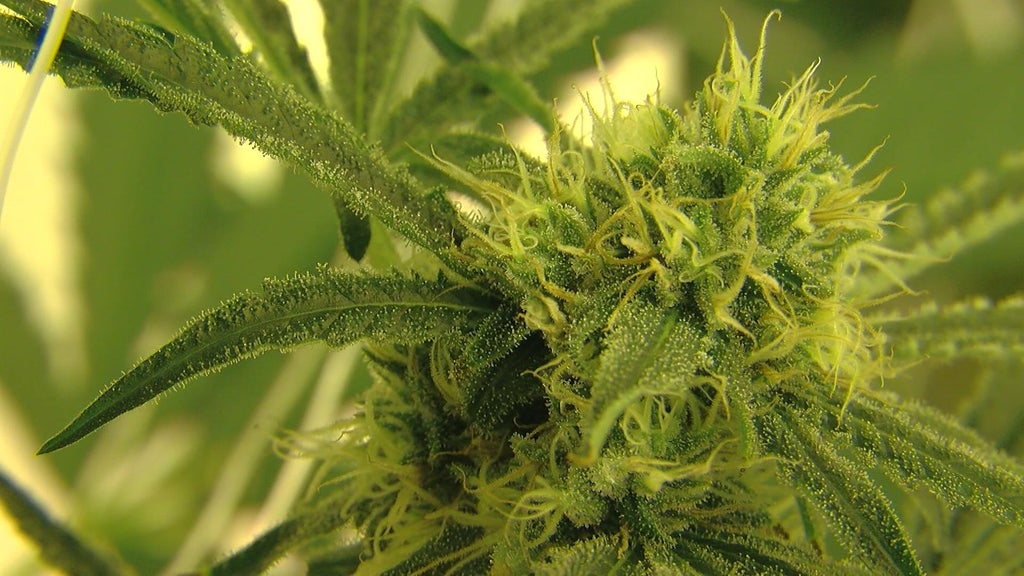What impact would reclassifying marijuana federally mean for Minnesota cannabis businesses?
