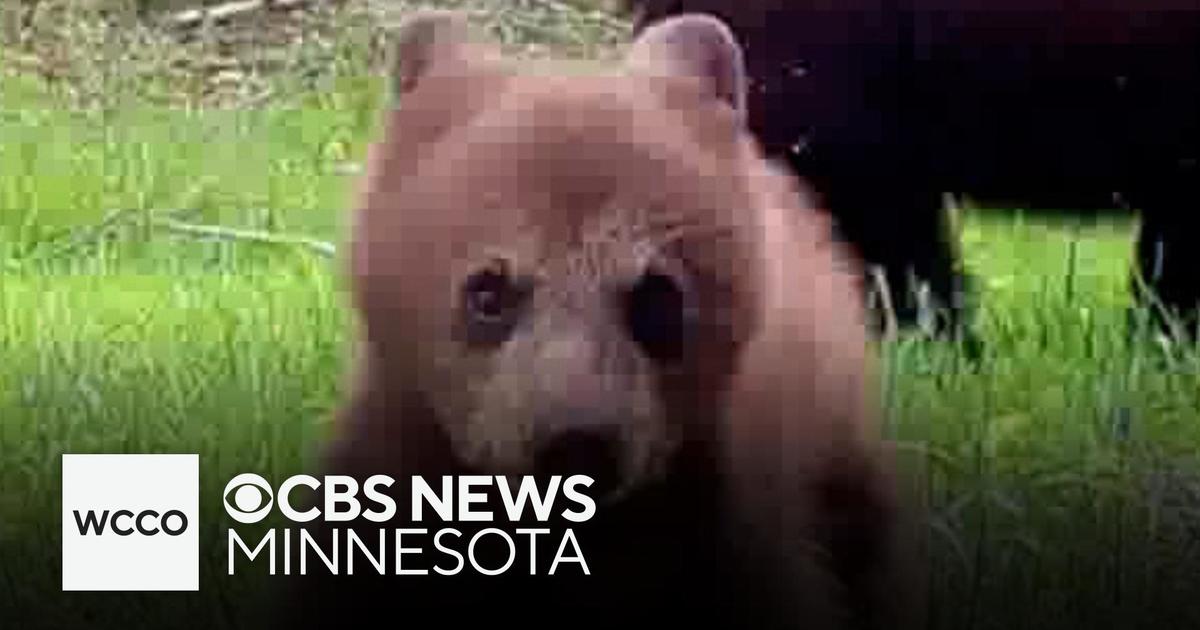 Bear cub caught on camera