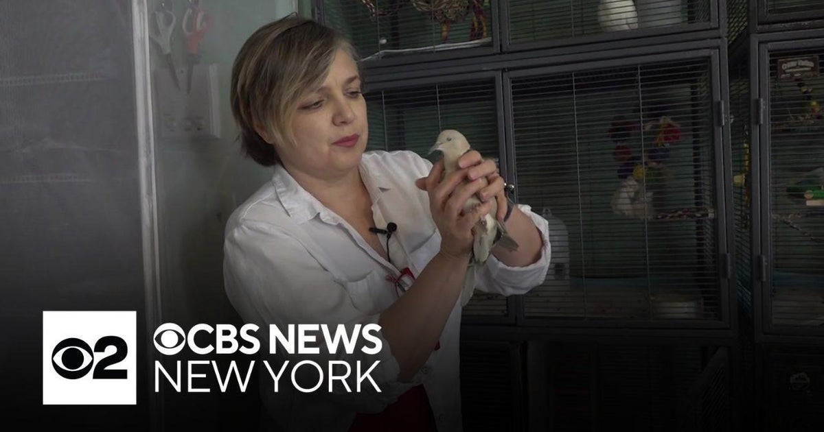 Meet the wildlife rehabilitators helping injured animals in NYC - CBS ...