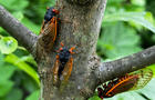 Cicadas on a tree in Georgia 