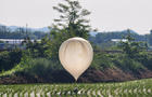A balloon believed to have been sent by North Korea, carrying various objects including what appeared to be trash and excrement, is seen over a rice field at Cheorwon 