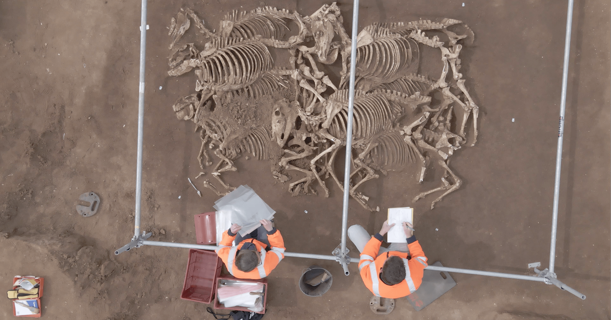 Mystery of the Medieval Horse Burial Site: 26 Horses Discovered in France, Researchers Puzzled by Uniform Burial and Possible Sacrifice