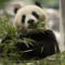 2 new giant pandas are returning to D.C. zoo from China
