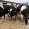 Third human case of bird flu tied to dairy cattle outbreak