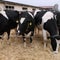 Third human case of bird flu tied to dairy cattle outbreak