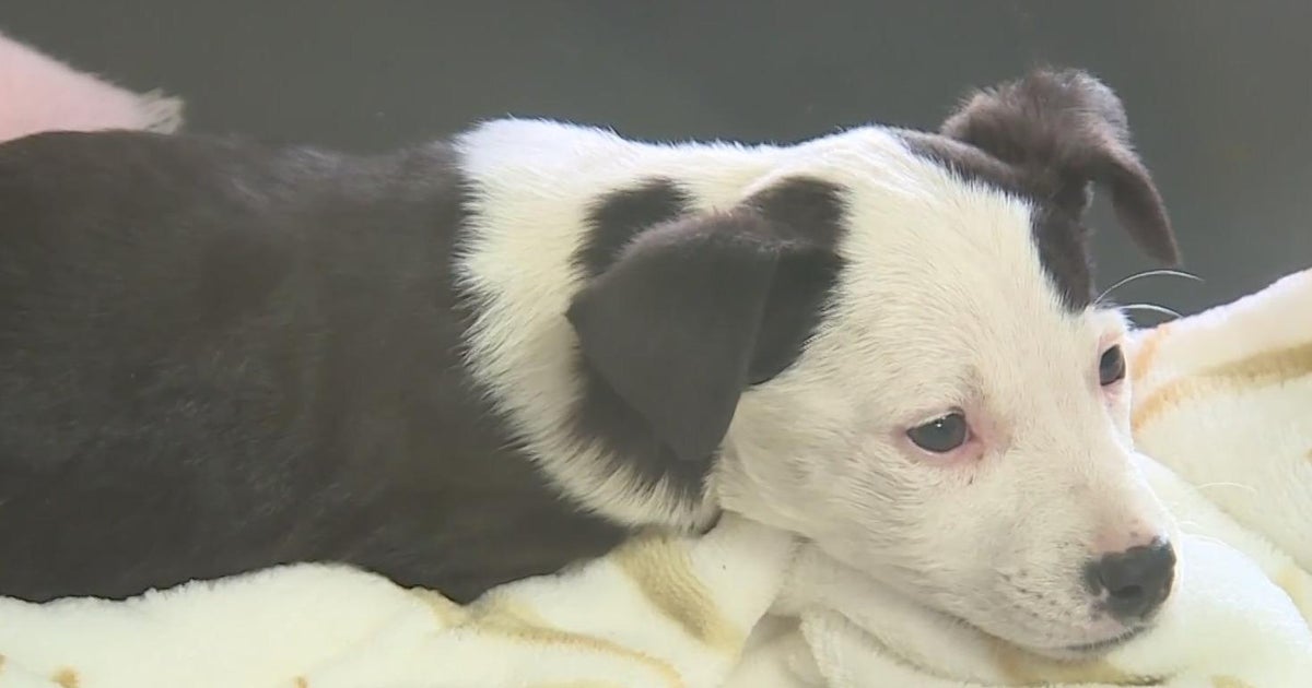 June 1 is free Adopt-a-Pet Day in California