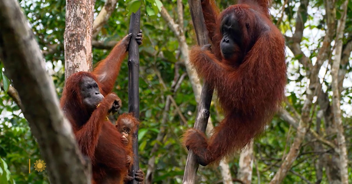 Nature: Orangutans in Borneo - CBS News