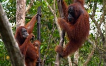Extended Nature Video: Orangutans in Borneo 