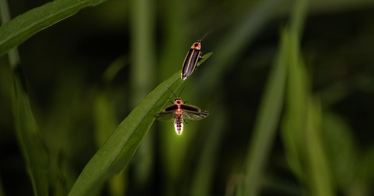 Only Able to Spot Fireflies in Summer? Here's Why