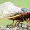 Climate change could be impacting emergence of cicadas