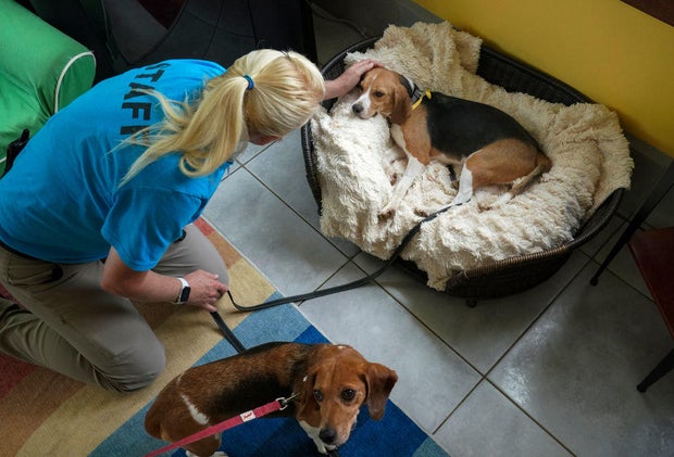 FAIRFAX STATION, VA - JULY 27: Dog trainer Janice du Plessis pe