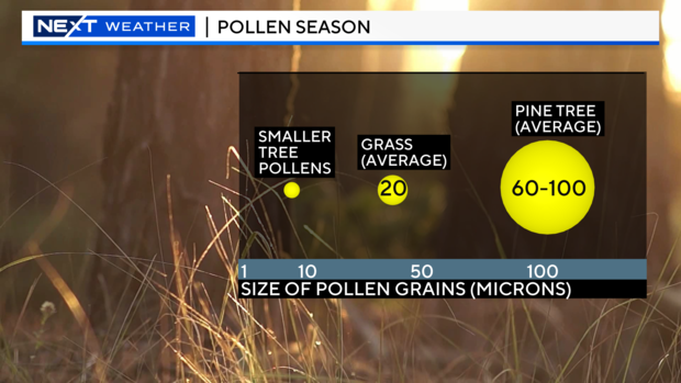 2023-pollen-grain-size.png 