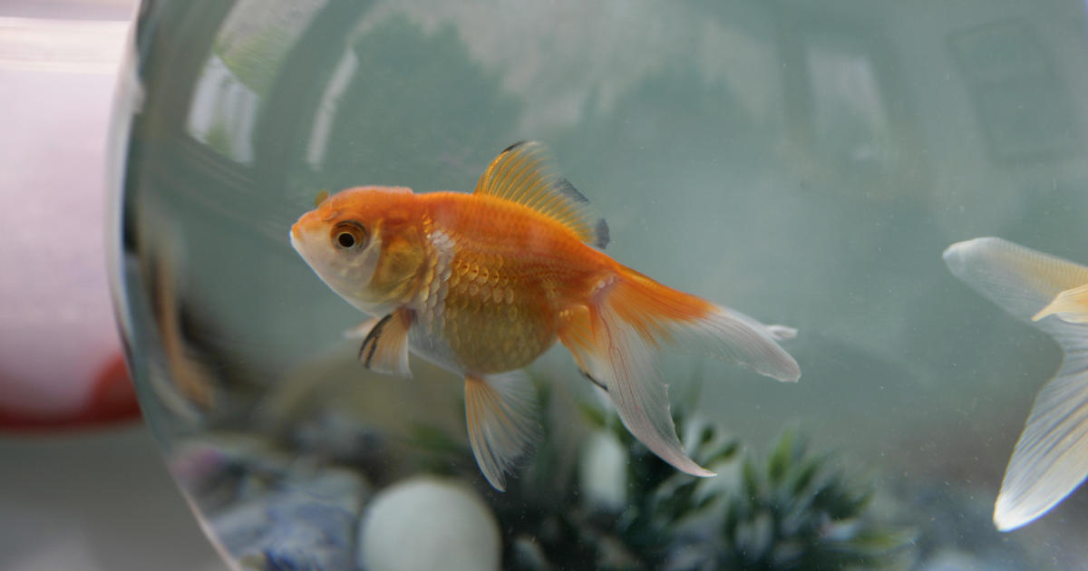 U.Okay. goldfish goes viral after mysteriously discovered on physician’s garden “seconds from loss of life”