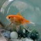 Mystery surrounds Alice, the goldfish found alive on a U.K. lawn