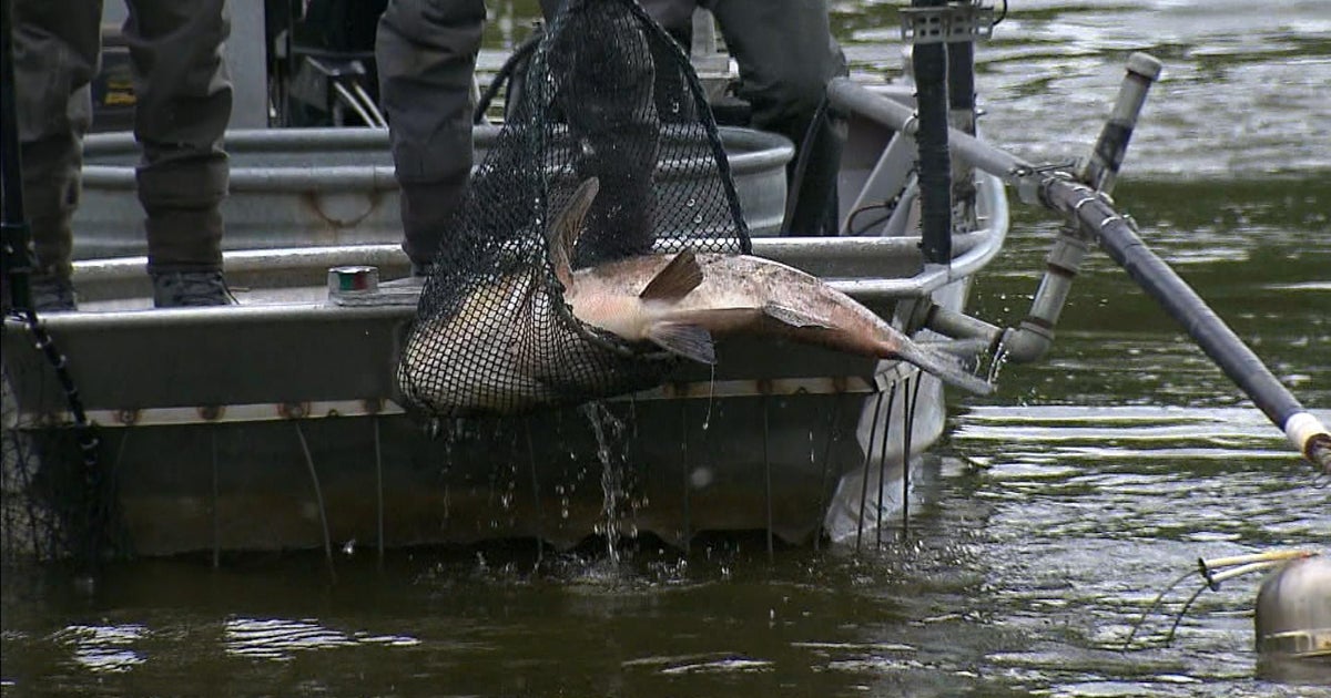 Colorado Parks and Wildlife crews fish carp out of Denver-area pond in ...