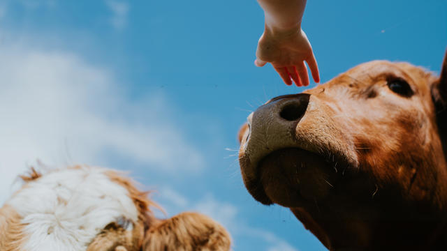 A child's hand reaches towards a cows nose 