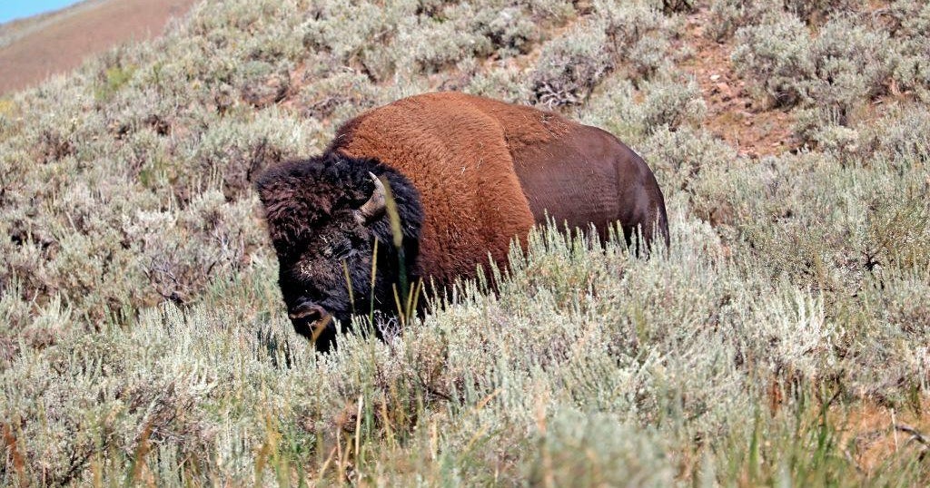 Florida man gored by bison in Yellowstone National Park Florida man gored by bison in Yellowstone National Park