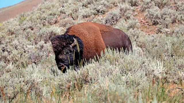 Wild American bison grazes in Yellowstone National Park Wyoming 