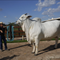 Brazil unveils $4 million supercow, twice as meaty as others of her breed