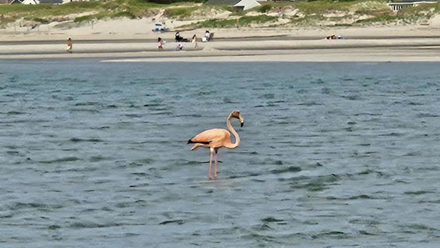 flamingo-cape-cod.jpg 