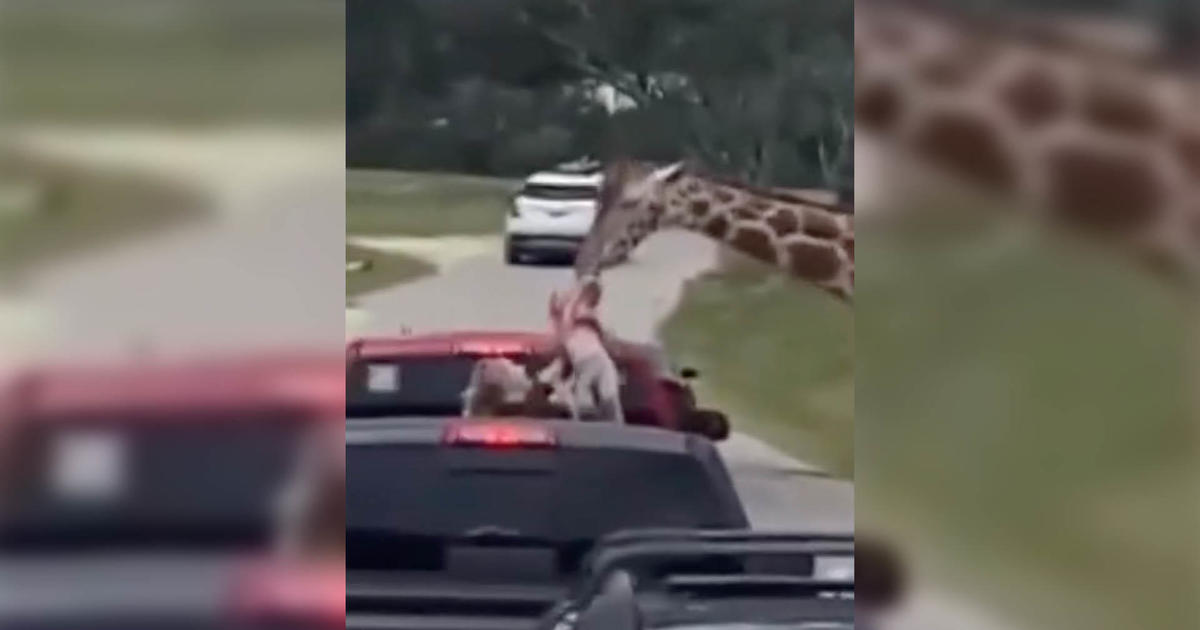 Giraffe hebt Zweijähriges im Drive-in-Safaripark in die Luft: „Mein Herz blieb stehen“