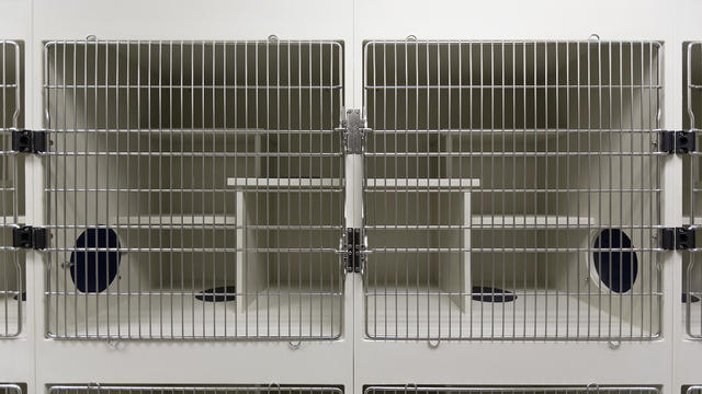 Metal doors of empty cages in animal shelter 