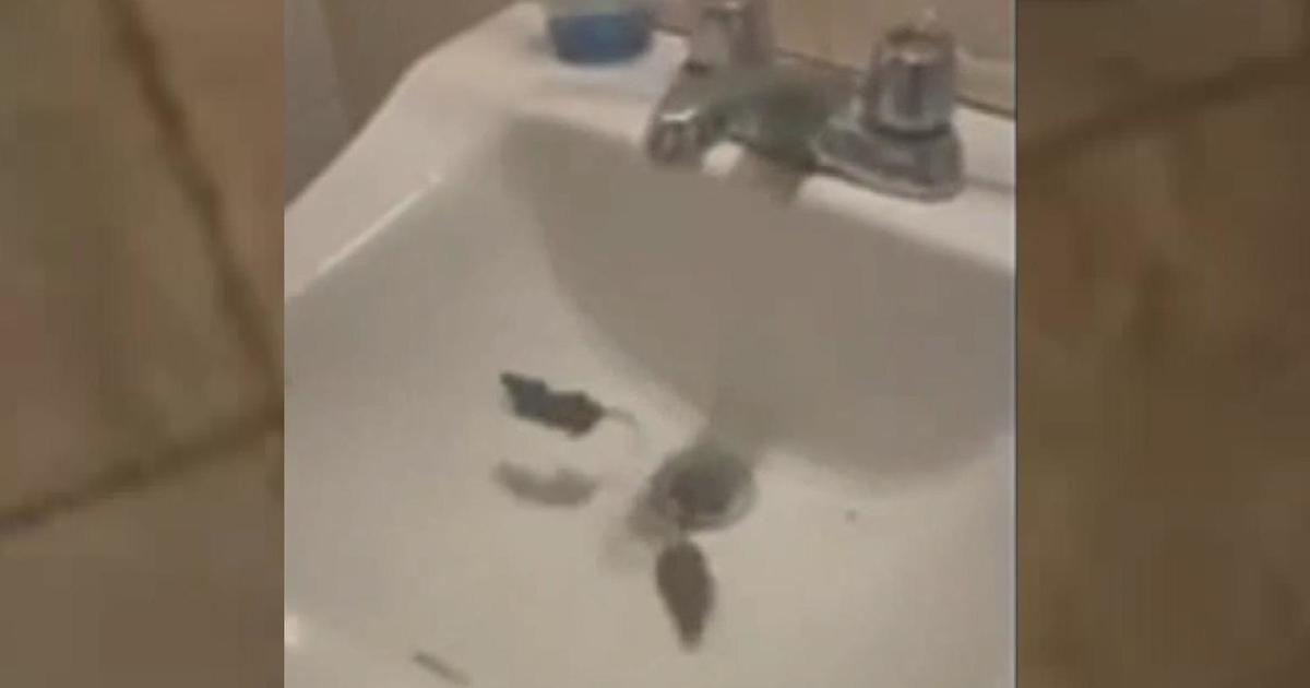 Woman says mice fell on her in bathroom of Pittsburgh-area restaurant – CBS News