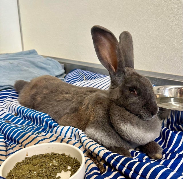 Bugs, the rescued Flemish Giant rabbit 