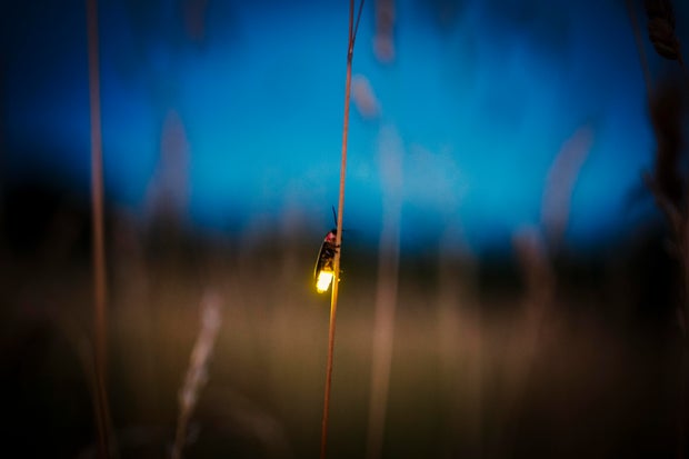 Fireflies at dusk