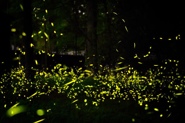Fireflies in forest at night, Elkmont, Tennessee, USA 