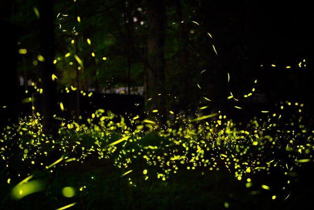 Fireflies in forest at night, Elkmont, Tennessee, USA
