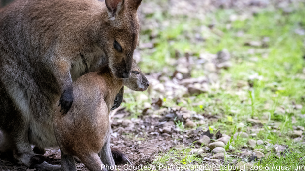 wallaby-joey-pittsburgh-zoo-1.png 