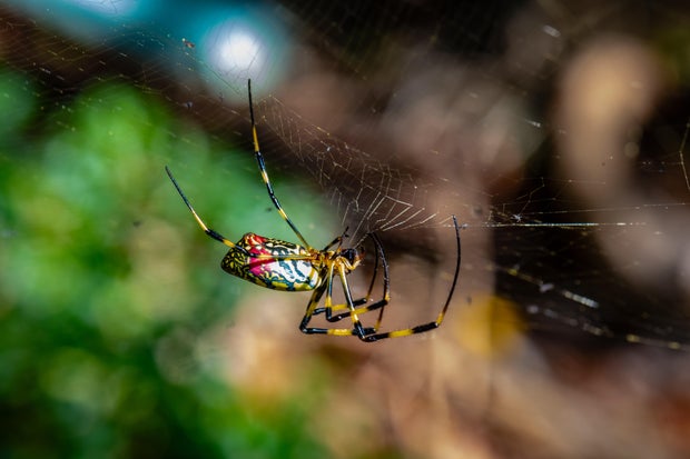 Joro spider (Trichonephila clavata) making her web nests 