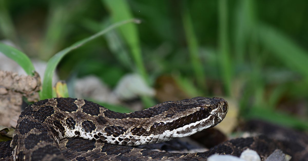 A rare and endangered snake was found in Ohio - CBS Pittsburgh