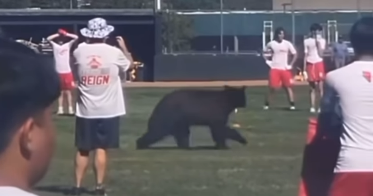 Bear crashes high school football practice in Truckee