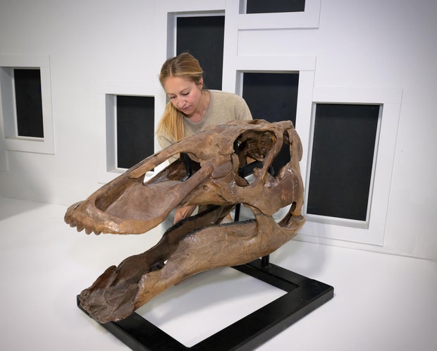 Rare juvenile T. rex fossil found by children in North Dakota to be displayed at Denver museum