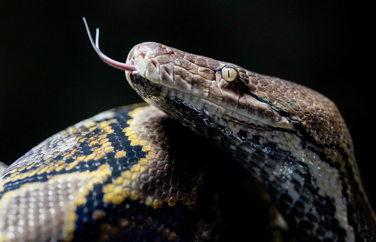 kid autopsy　ogrish Woman swallowed whole by a python in Indonesia, second such killing in a  month - CBS News