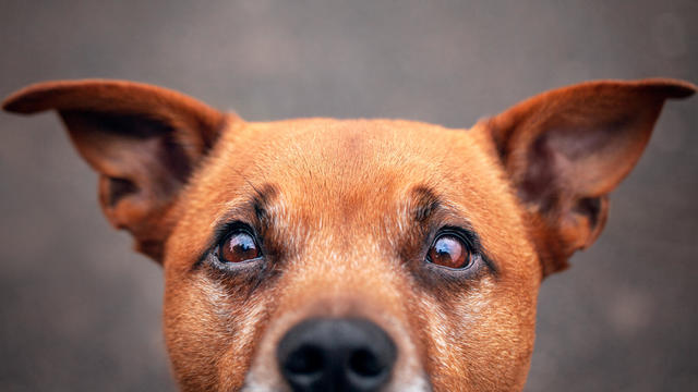 Golden Staffordshire Bull Terrier Eyes 