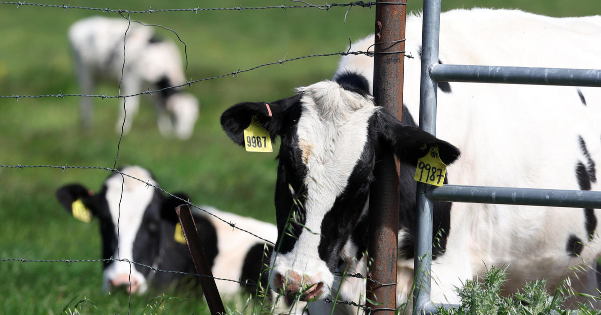 As FDA urges crackdown on bird flu in raw milk, some states say their ...