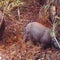 6 suspected poachers arrested over killing of 26 endangered Javan rhinos