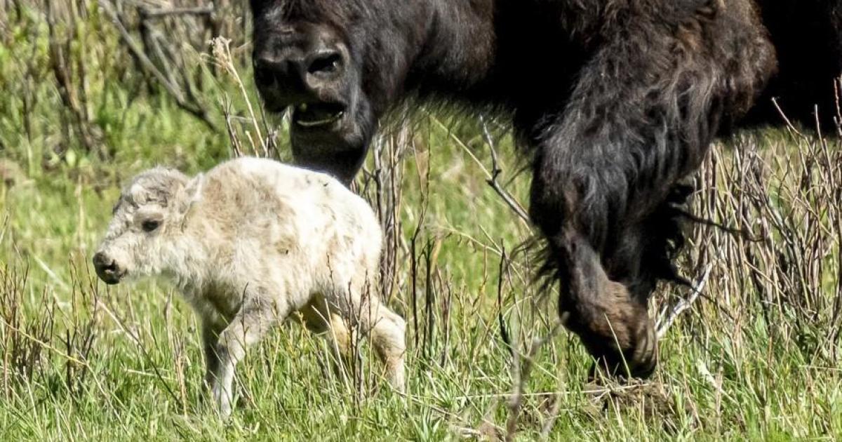 Съобщеното за раждане на рядък бял бизон в Национален парк