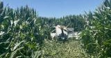 Pilot uninjured after crashing into Yolo County cornfield
