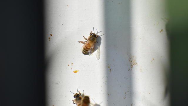 Michigan researchers say honey bees can detect lung cancer 