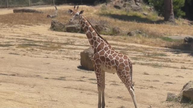 Giraffe Named Nuru at Oakland Zoo 