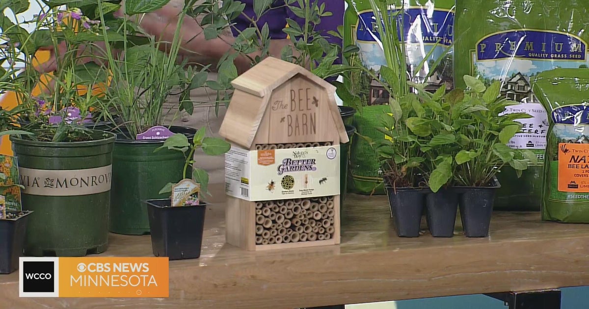5 ways to support pollinators in your backyard - CBS Minnesota